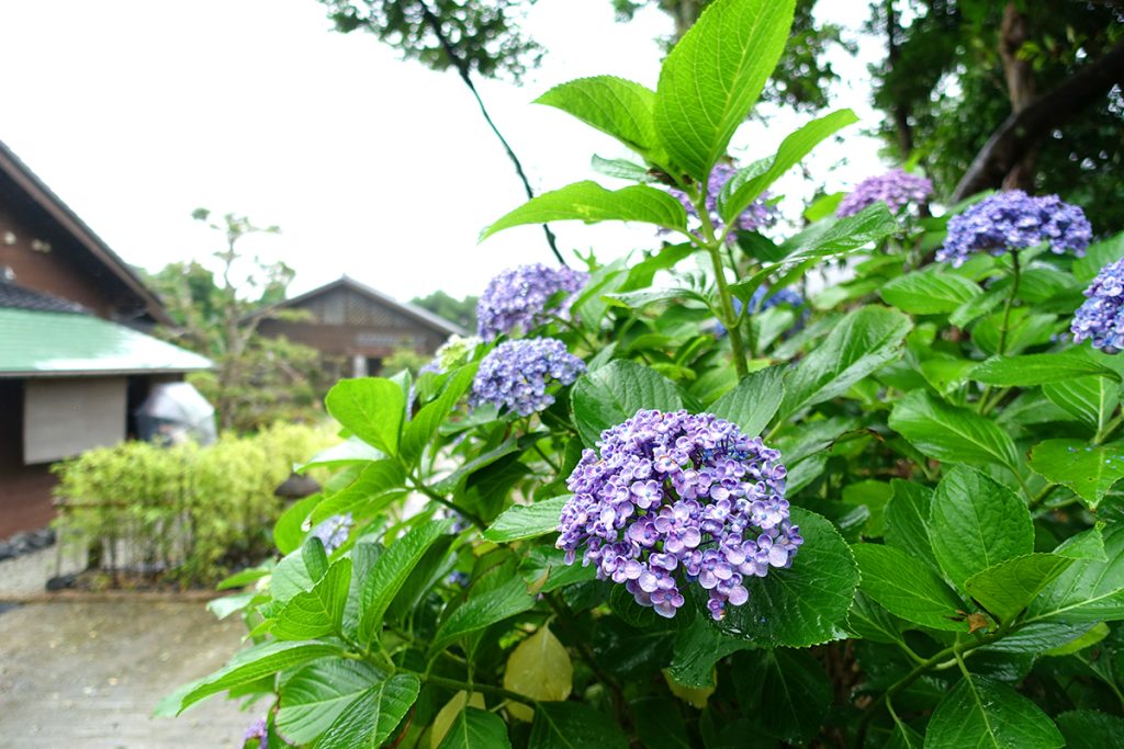 夢遊華　あじさい