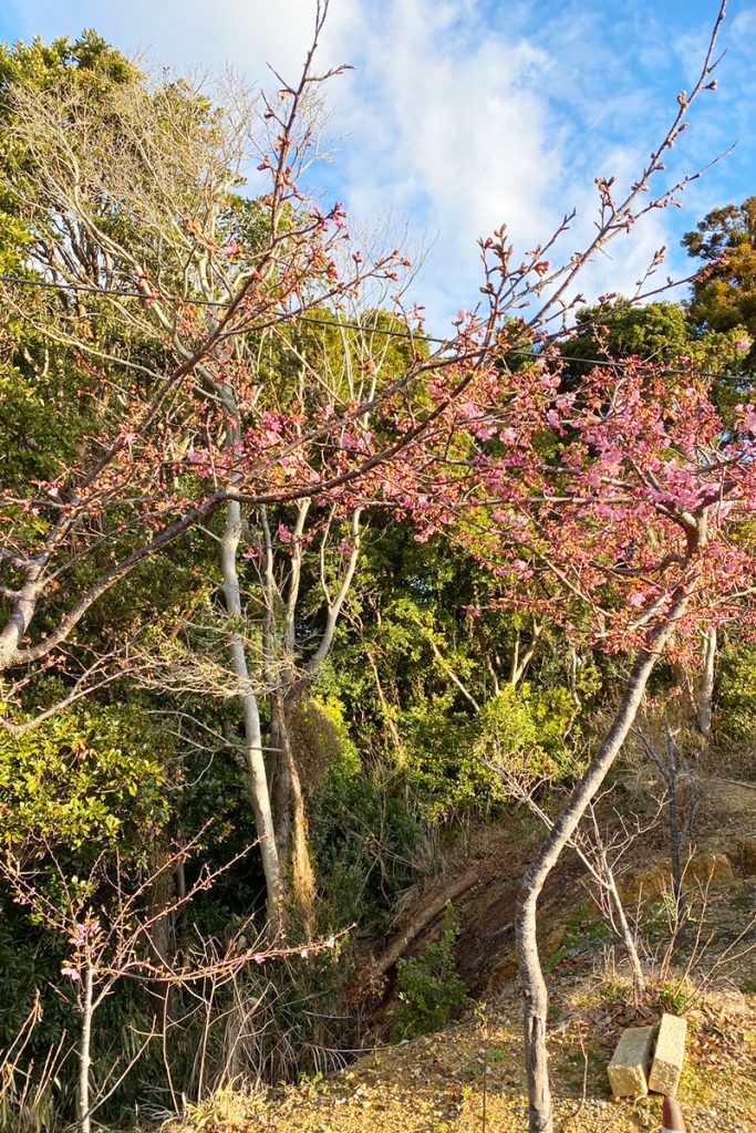 夢遊華の桜