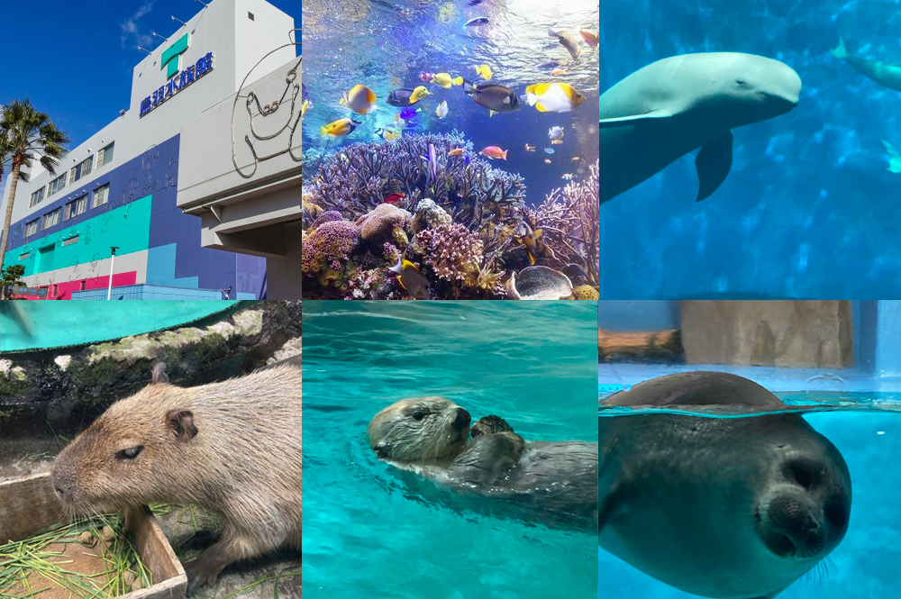 【自社限定！鳥羽水族館チケット付き】 インドア派の方はこちら！鳥羽水族館チケット付き！季節の膳DXで夏休みを満喫