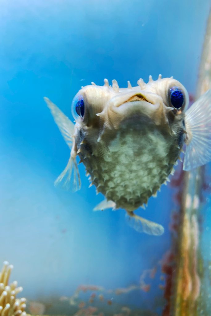 鳥羽水族館