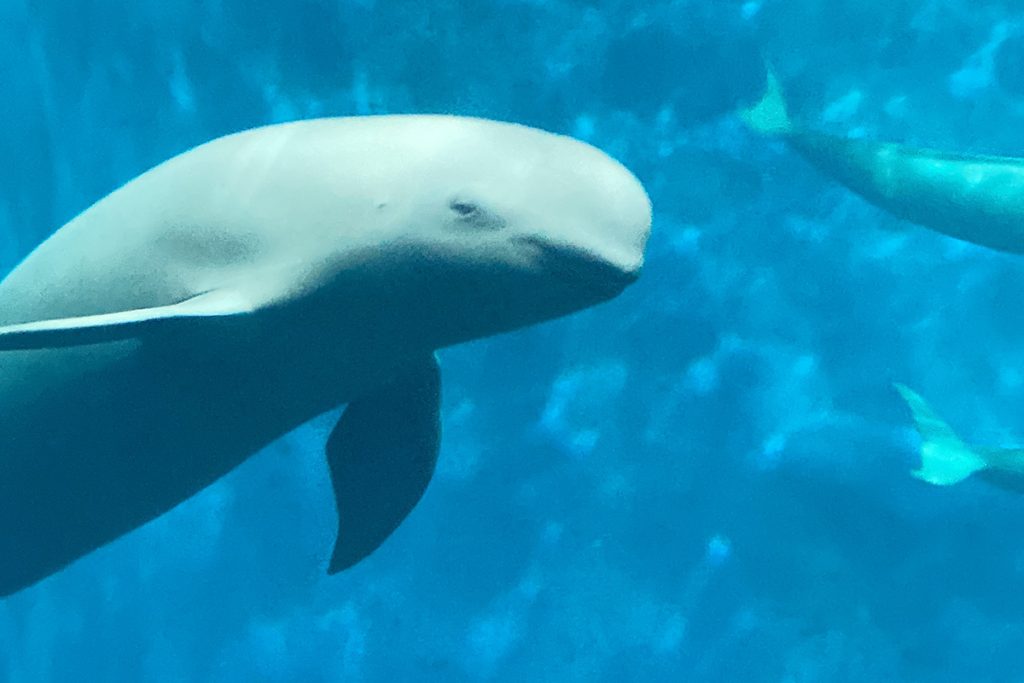 鳥羽水族館　スナメリ