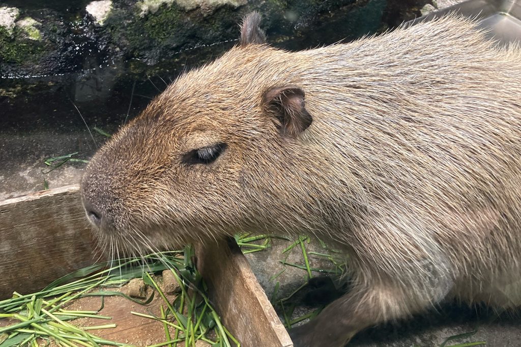 鳥羽水族館　カピバラ