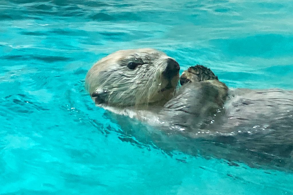 鳥羽水族館　ラッコ