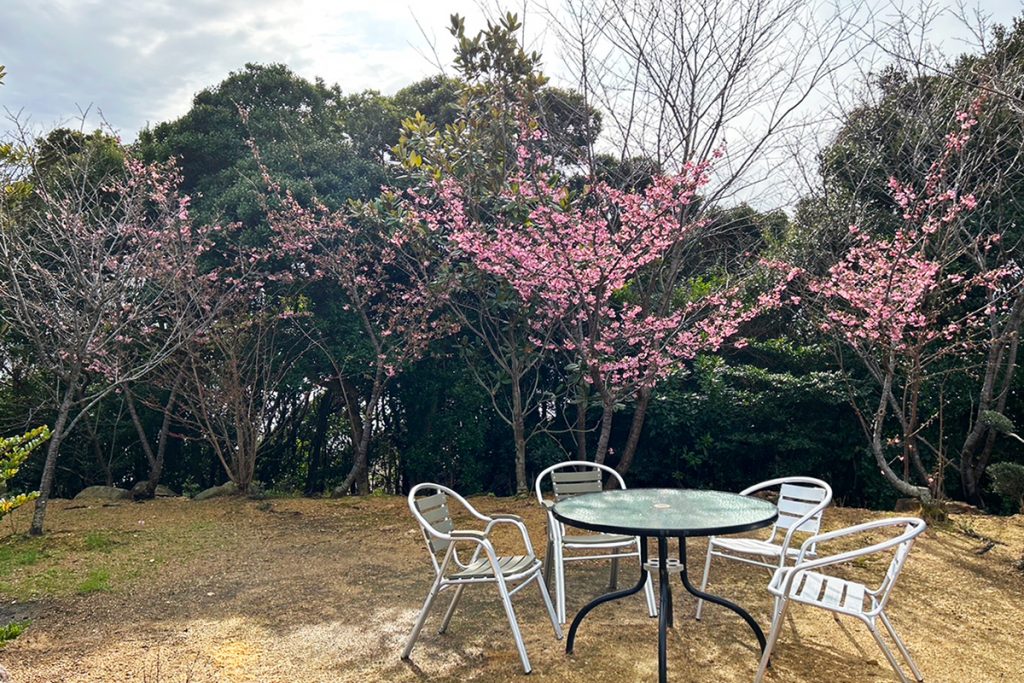 夢遊華の桜