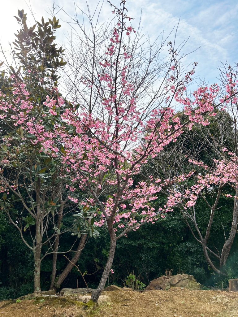 夢遊華の桜