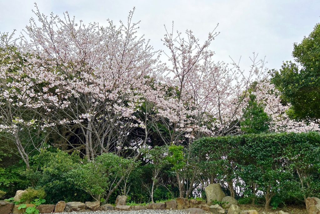 夢遊華の庭園の桜