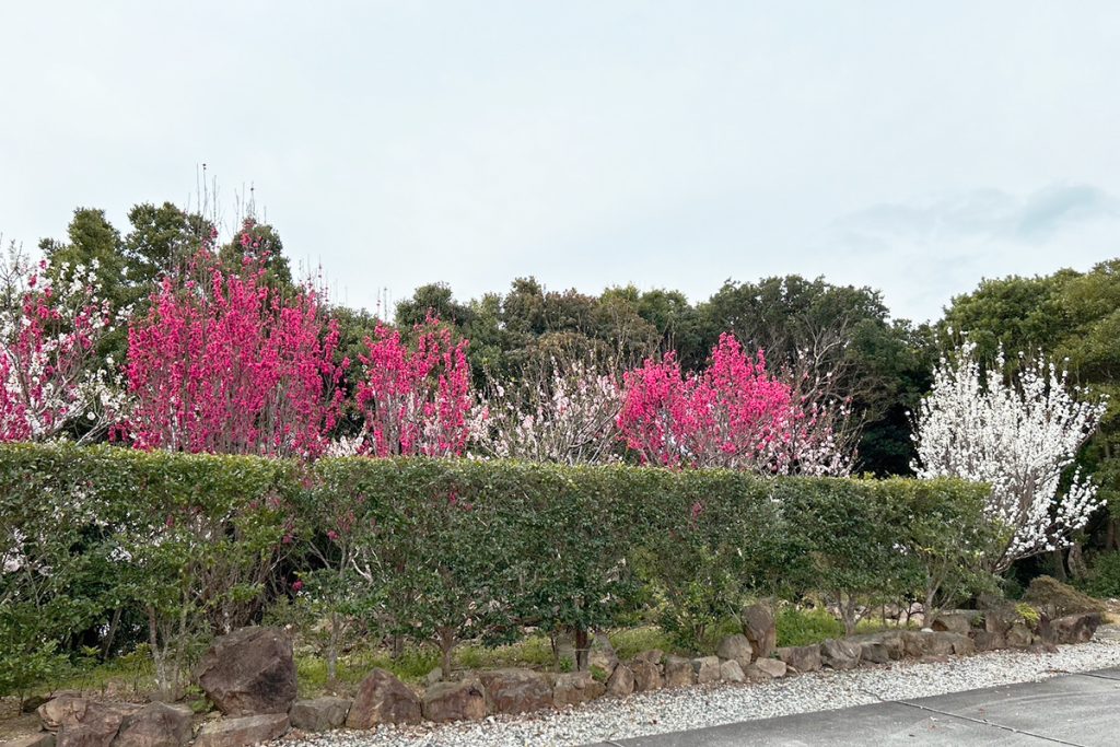 夢遊華の庭園の桜