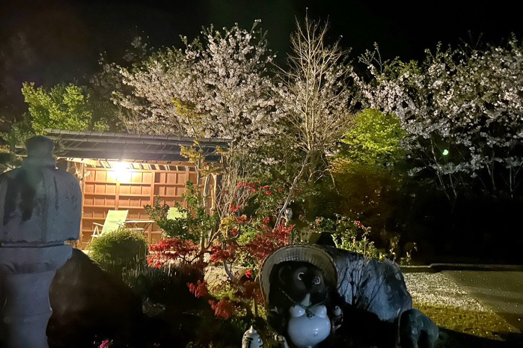 夢遊華の庭園の桜のライトアップ