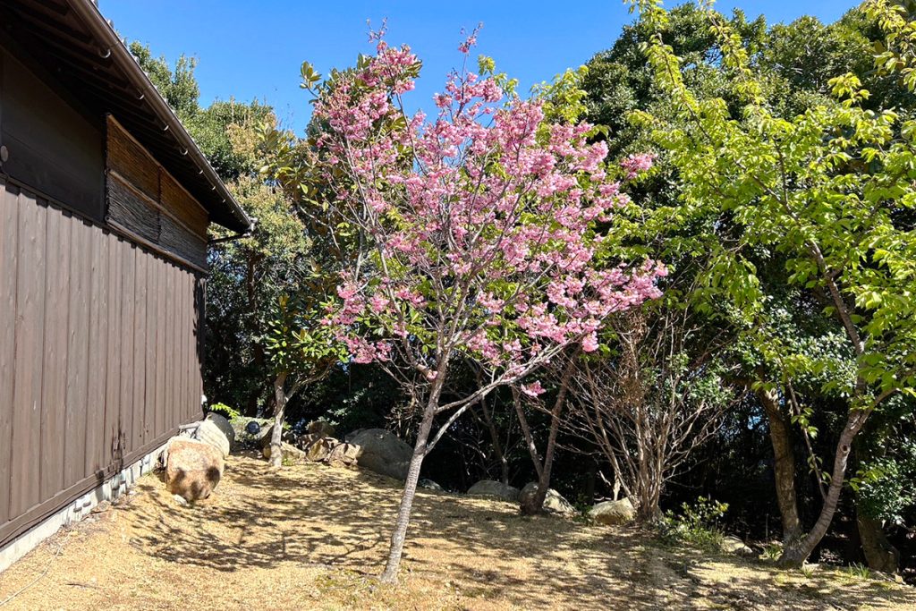 庭の桜