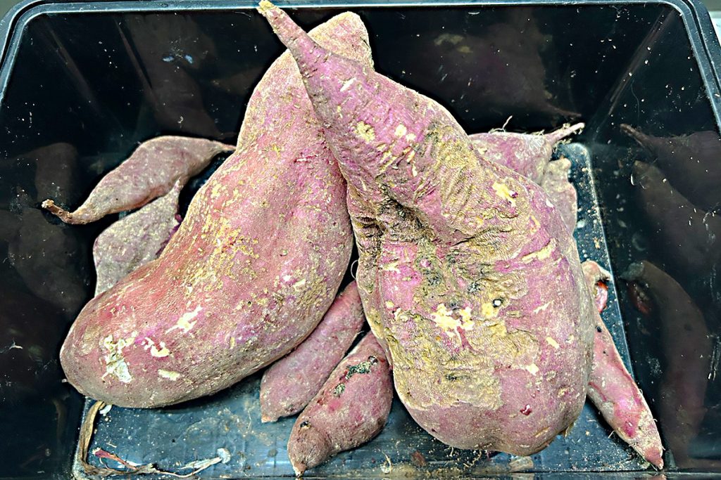 採れたてのさつまいも