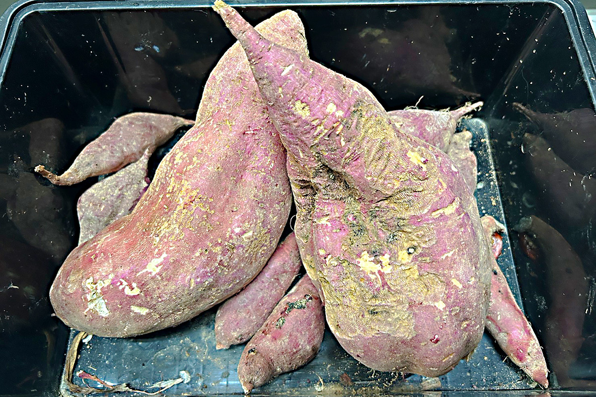 採れたてのさつまいも