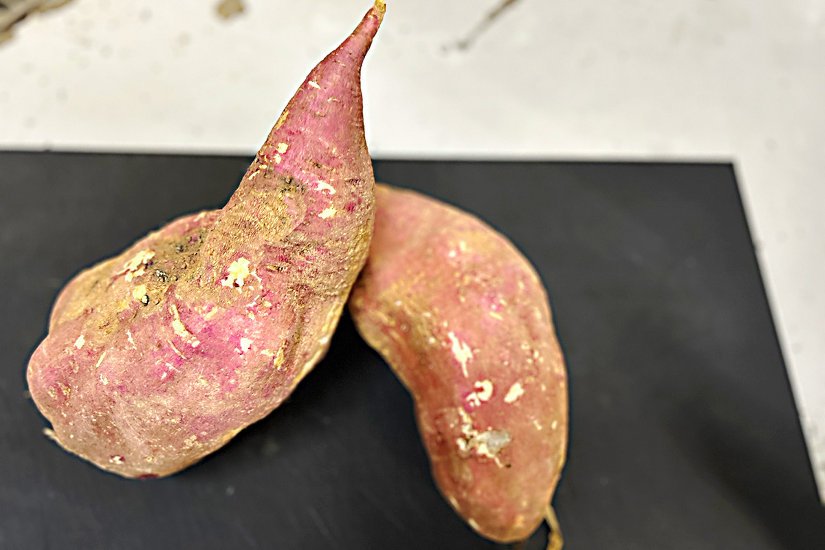 採れたてのさつまいも